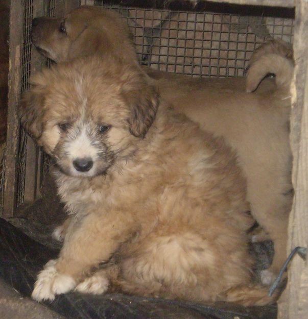 cachorros de pastor vasco