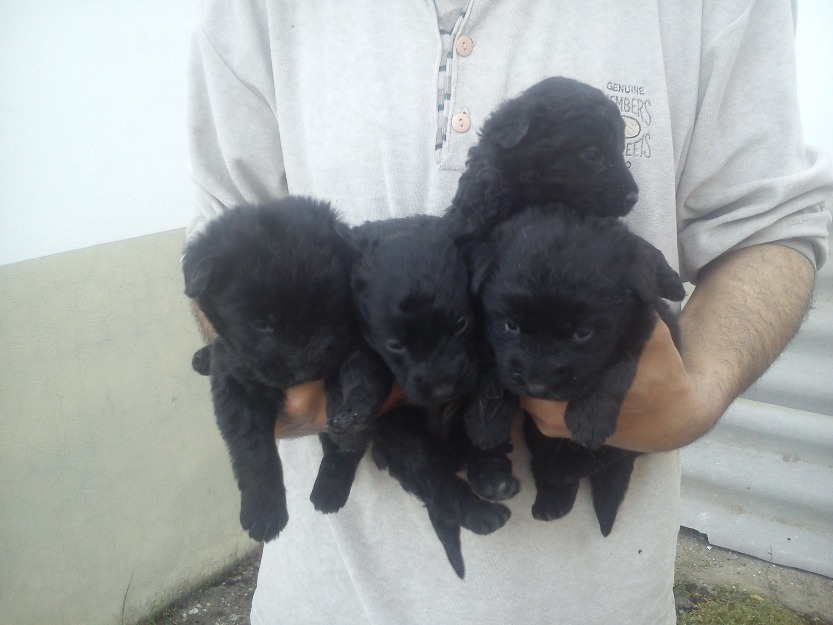 perros de agua negros.....