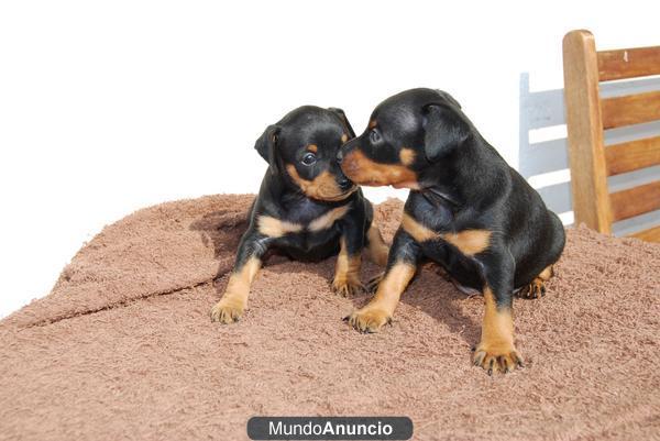 pinscher miniatura