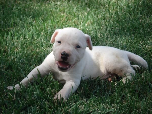 PITBULL CACHORROS BLANCOS 320EUR