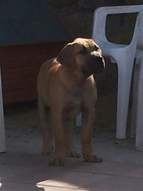 presa canario