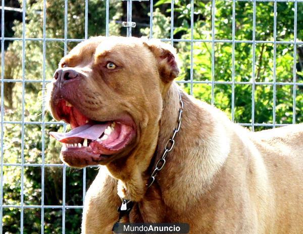 Bandog De Los Gladiadores