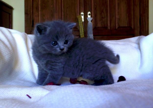 britih shorthair