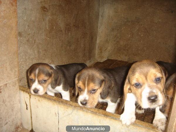 CACHORROS DE BEAGLE DESDE 350