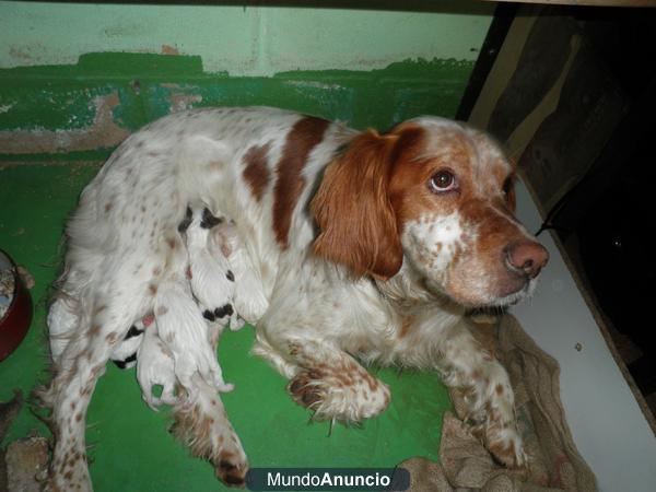 CAMADA DE PERROS SETTER