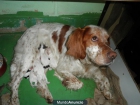 CAMADA DE PERROS SETTER - mejor precio | unprecio.es