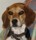 casi regalado cachorros de beagle 70e - mejor precio | unprecio.es