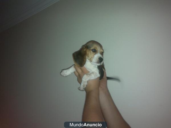 kieres un beagle precioso mire este