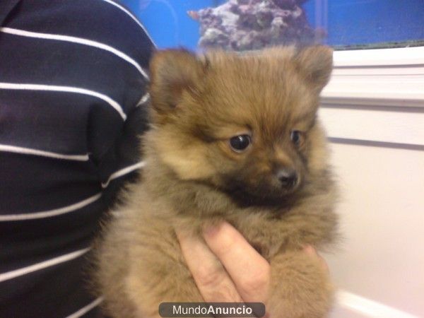 Pomerania Lulu, pequeños zorritos, perros, cachorros, criadero, venta.