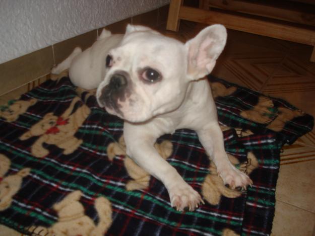 VENDO BULLDOG FRANCES HEMBRA.