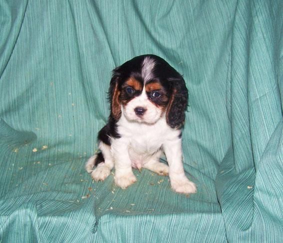 CACHORRITOS DE CAVALIER TRICOLOR