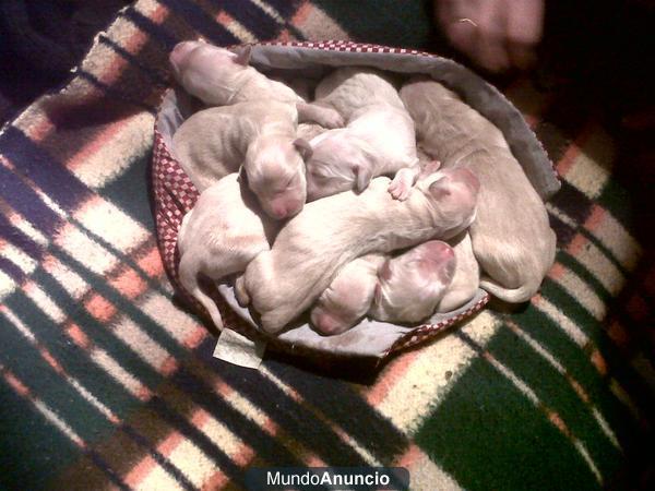 CACHORROS DE GOLDEN RETRIEVER COMPRA-VENTA