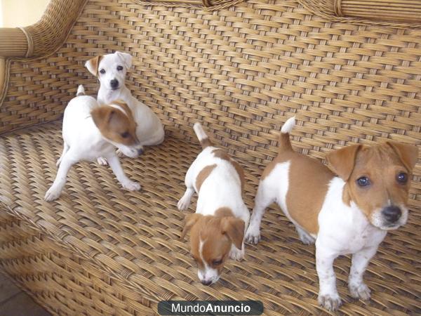 JACK RUSSELL CON PEDIGREE EL DE LOS OSCAR