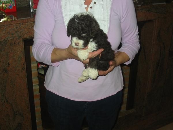 Perro de aguas,cachorros,chocolate y blancos,pedigree,varios campeones del mundo y de España.