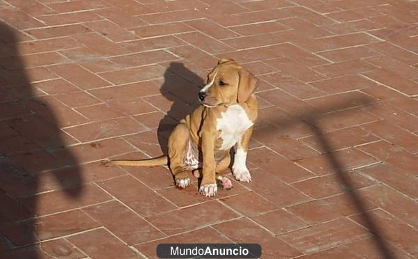 vendo pareja de cachorros de american staffordshire terrier