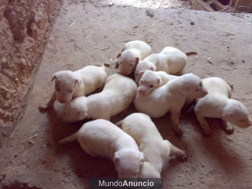 anucios de podencos campaneros