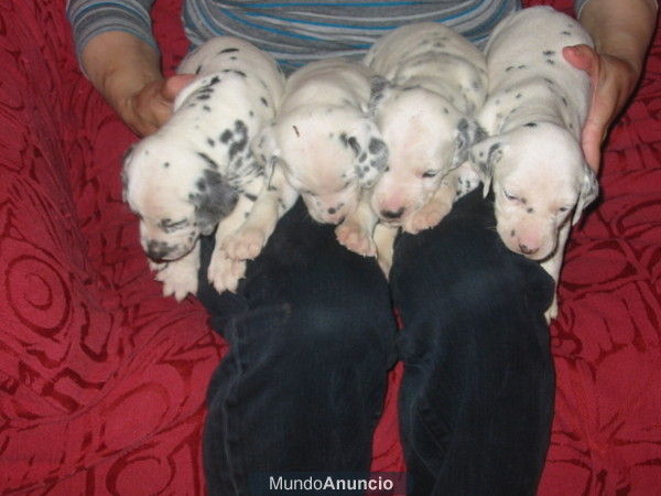 Dálmatas machos y hembras,cachorros con pedigree,son los de la fotografia.