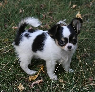 Dulce Cachorros Chihuahua