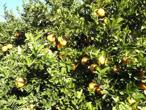 naranjas navelate caja 15 Kg, del arbol a su casa en 24 horas