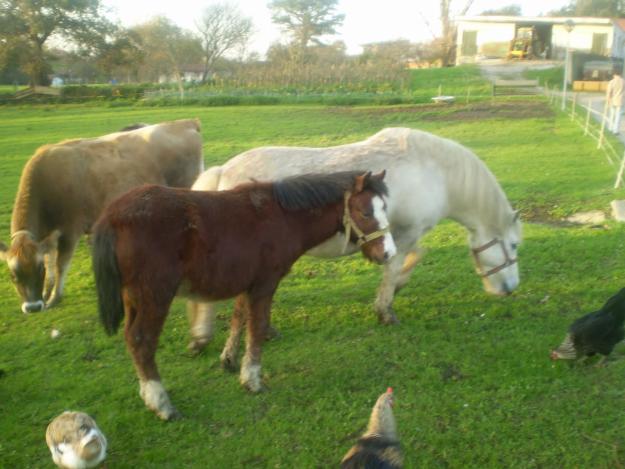 pony shetland ideal para niños