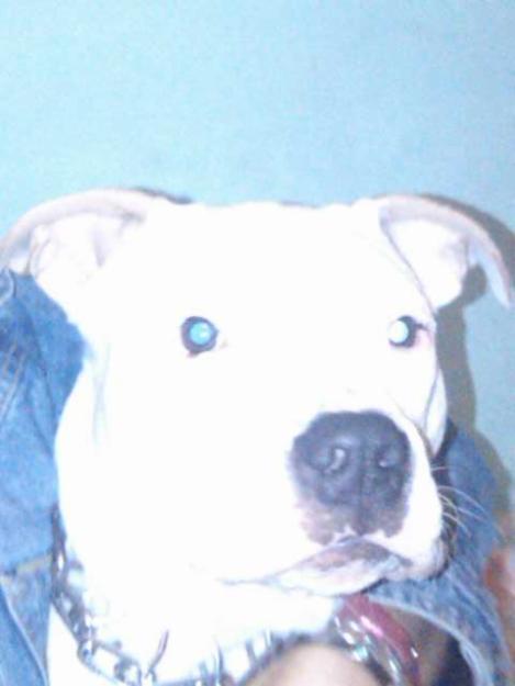 se vende pitbull autentico