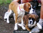 100 por ciento puros cachorros de raza boxer para sus hijos. - mejor precio | unprecio.es