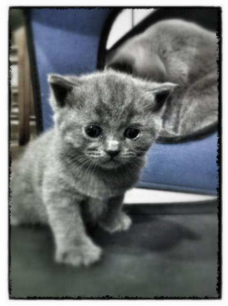 British Shorthair Blue