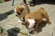 bulldog ingles. Con pedigree