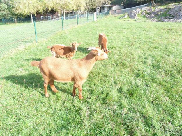 Cabras de raza Bermeya