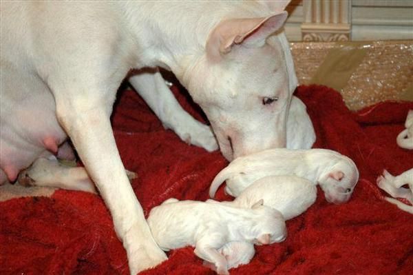 Cachorros BullTerrier valencia