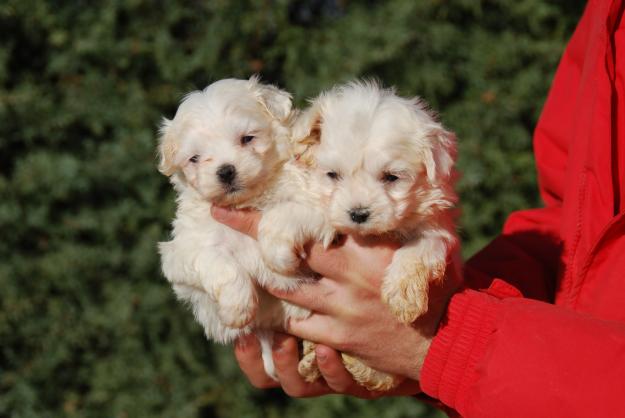 cachorros de bichon maltes toy con pedigree loe