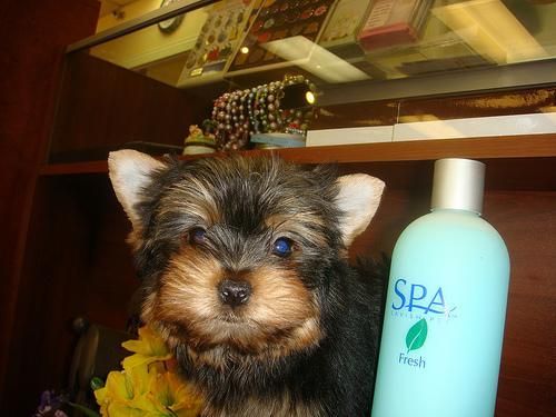 CARAMELS NOIR. yorkshire terrier mini macho