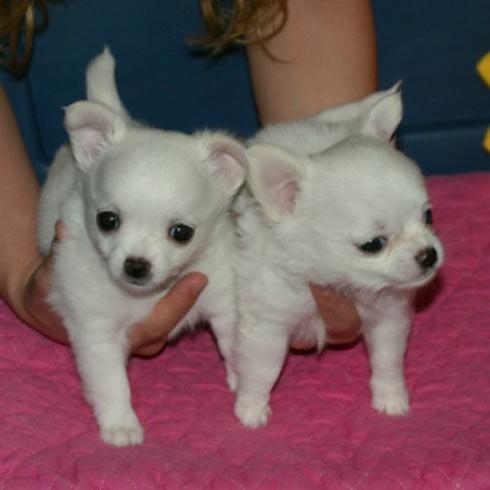 Chihuahua cachorros en busca de un buen