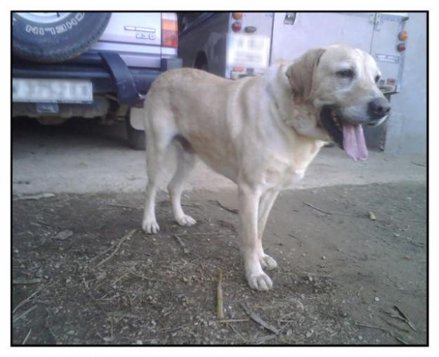 IGOR,PRECIOSO Y NOBLE LABRADOR EN ADOPCIÓN