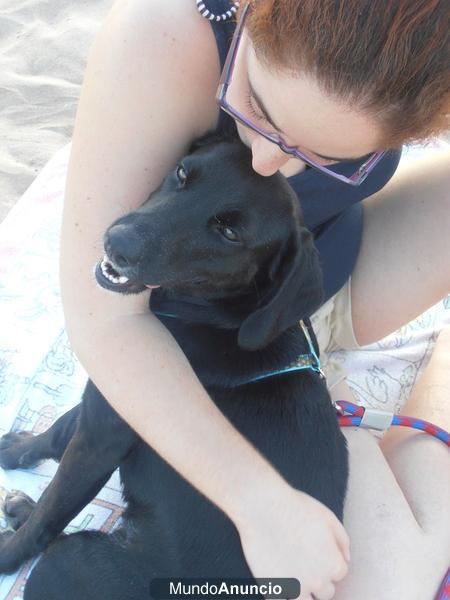 ISHA, x de labradora con cocker de un añito en adopcion