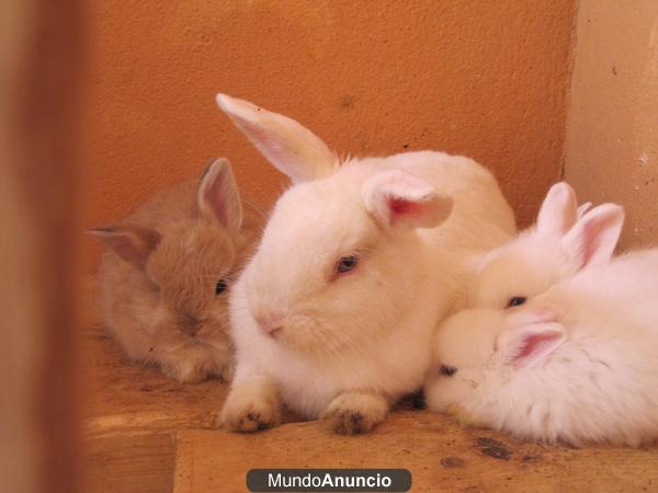 llevate por 10 euros conejitos toys cruzados con angora