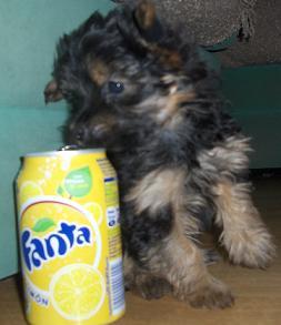 Perrita yorkshire de 2 meses y medio - 300eur