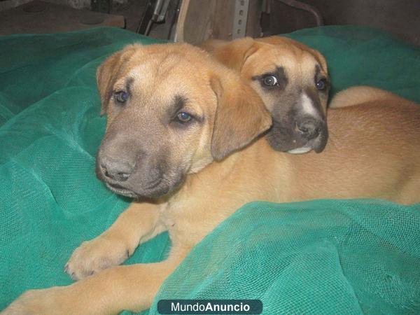 Solo 100€ x 2 cachorros machos cruce de dogo aleman y husky