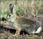 VENDO CONEJOS VIVOS DE CAMPO A 4 EUROS - mejor precio | unprecio.es