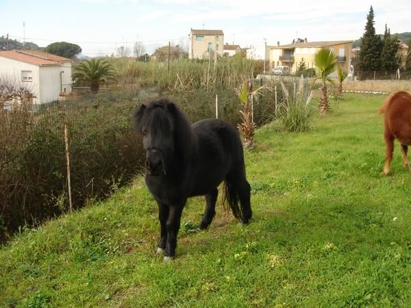 Vendo poni macho