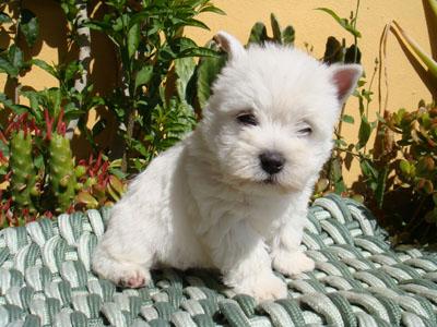 Disponemos de camadas de Westies, Yorkshires, Bichon Maltes y Golden retrivier