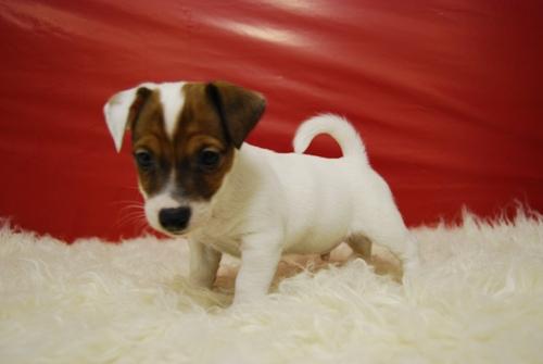 jack russell terrier pelo y patas cortas disponibles ejemplares