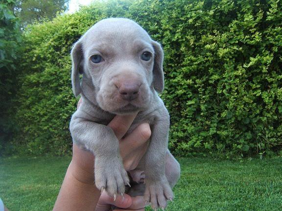 PRECIOSOS CACHORROS DE WEIMARANER