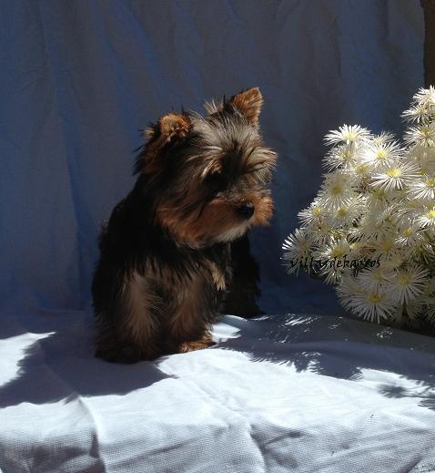 yorkshire terrier