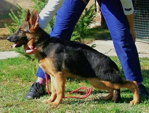 Pastor alemán cachorro hembra 6 meses PRECIO CASION Málaga
