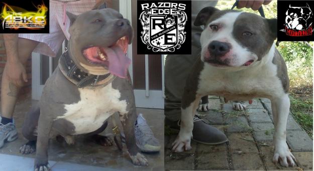 american bully