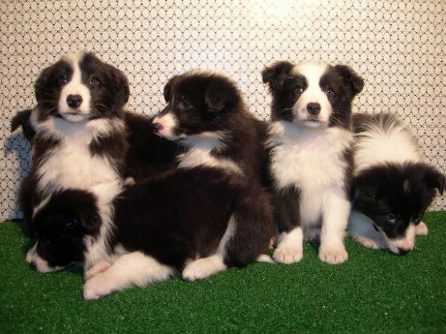 Border Collie nueva camada cachorros de calidad