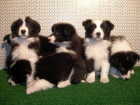 Border Collie nueva camada cachorros de calidad - mejor precio | unprecio.es