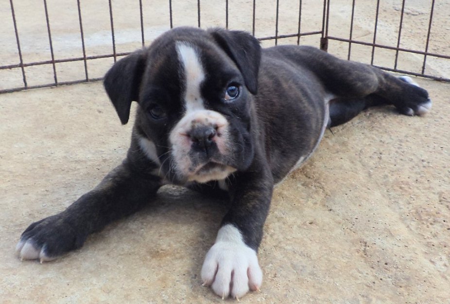 Boxer espectaculares cachorros