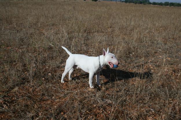 Bull terrier blanco 2añitos para montas
